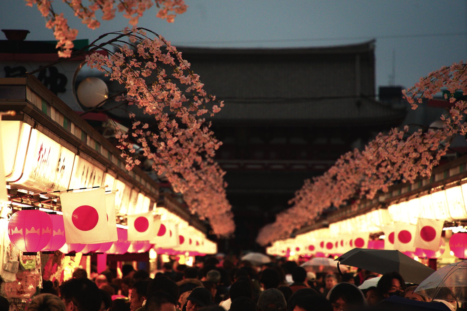 Lantern-lined festival street at dusk, cherry blossoms and flags leading to a temple roof — photograph by Wayne Anderson